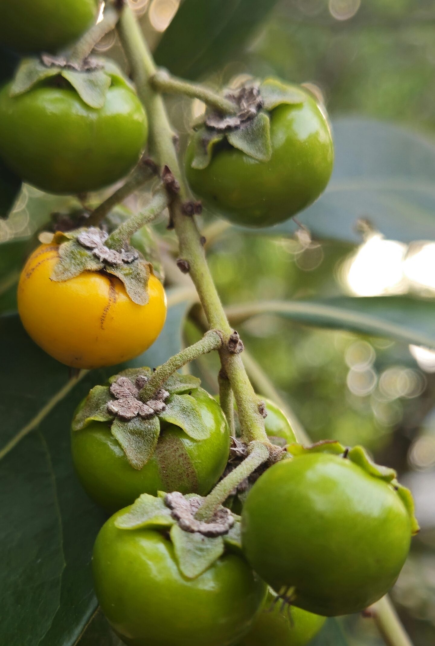 pexels-daniel-zara-2149501762-30649448